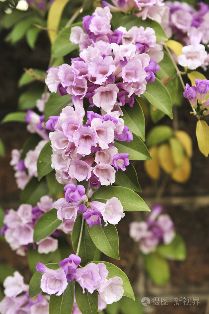 大蒜藤紫罗兰花选择性聚焦点