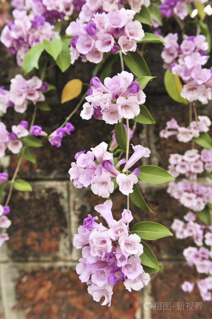 大蒜藤紫罗兰花选择性聚焦点