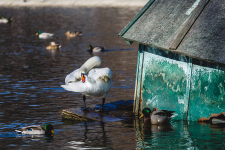 美丽的白天鹅在城市公园的池塘