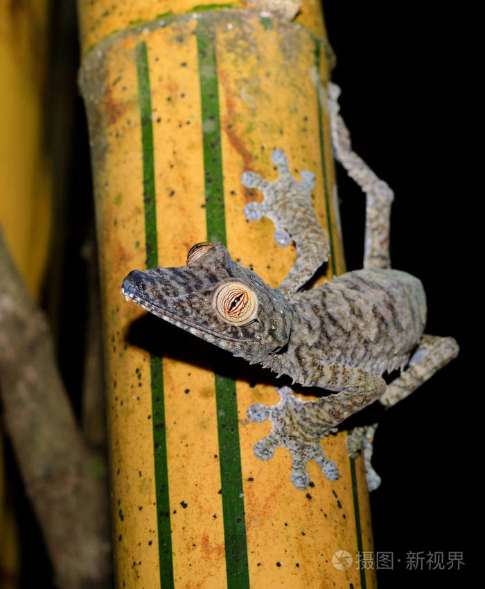 巨型叶尾壁虎竹子,马达加斯加野生动物