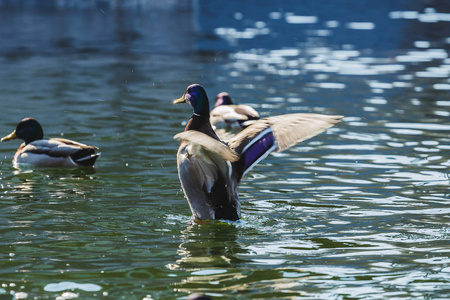 鸭子在池塘里翅膀