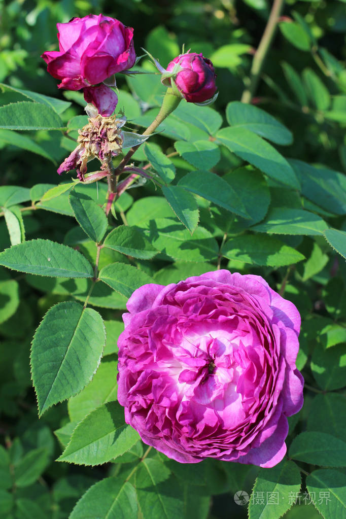 大自然中的玫瑰花朵