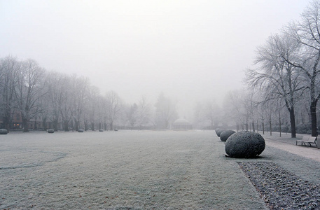 在公园里一冬天天根树枝覆盖白霜