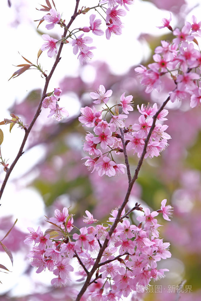 美丽的樱花图片图片