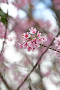 美丽的粉色樱花花盛开