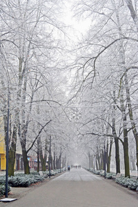 在冬季的白天公园根树枝覆盖白霜