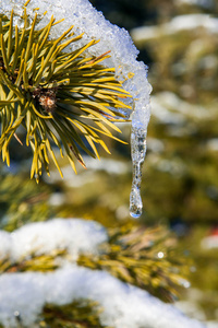 松枝与雪