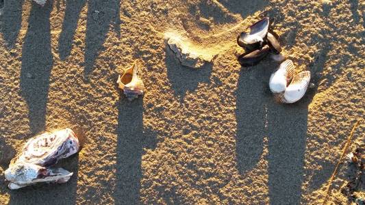 黄沙上有海星的鱼牡蛎和贻贝