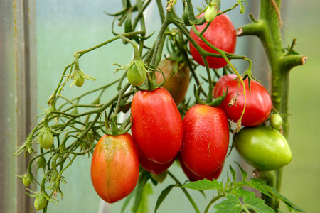 成熟的天然瓶西红柿