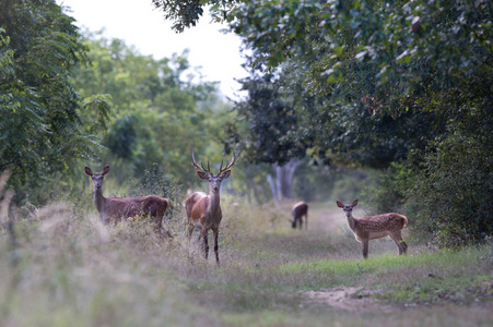 红鹿科动物在森林里图片