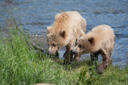 两只阿拉斯加棕熊幼崽