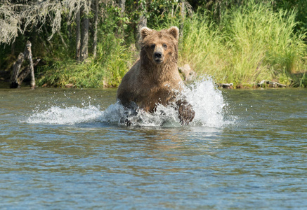 阿拉斯加棕熊在水中运行