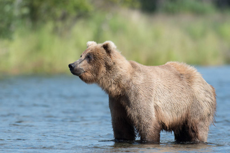 阿拉斯加棕熊在布鲁克斯河