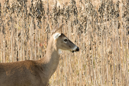 白尾鹿在杂草