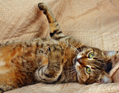 有趣看猫躺在一条毯子