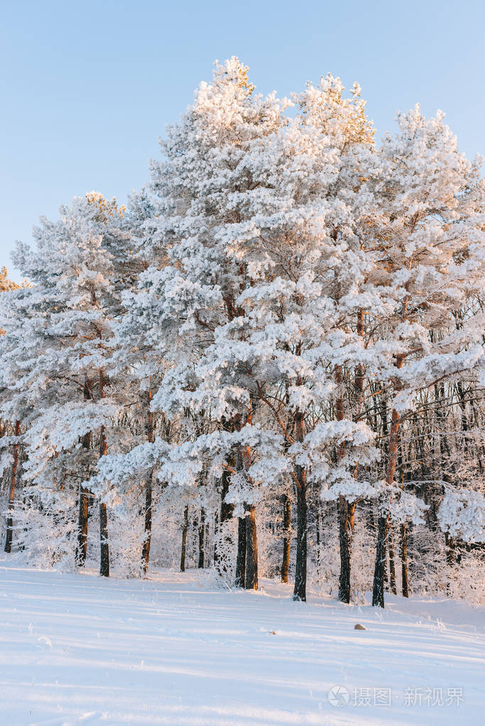 在冬季森林日落