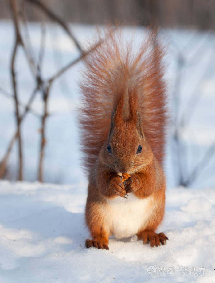 红松鼠在雪地上吃核桃