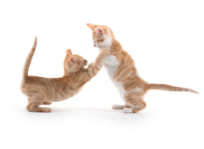 两个可爱的小猫图片