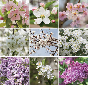 拼贴的温柔柔和的颜色春天开花植物