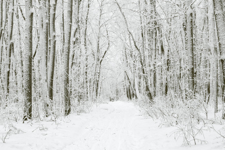 在降雪的神奇冬季森林。露营。风景如画的大自然