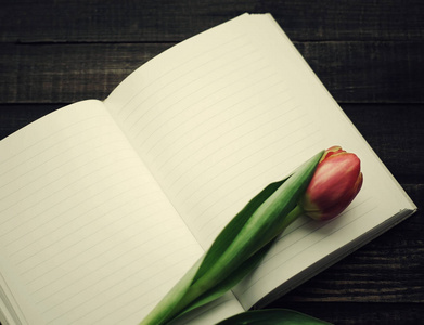 孤独的红色郁金香和打开空白笔记本