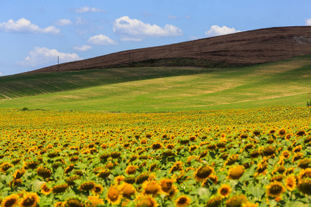 在 San Quirico d Orcia 在意大利托斯卡纳地区的向日葵田