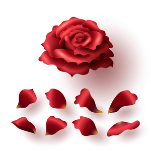 现实的有光泽的红色的盛开的玫瑰，花瓣集