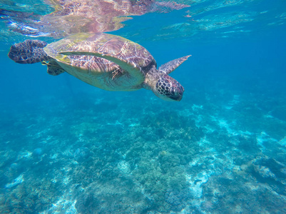 热带海洋动物。大海龟水下照片