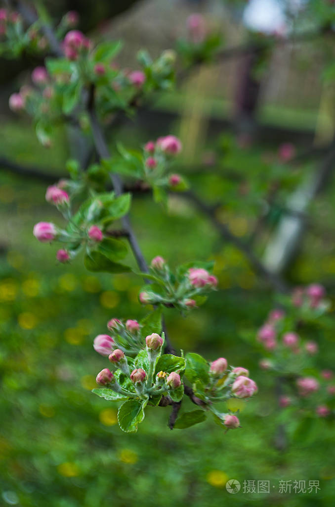 春枝是一棵树上