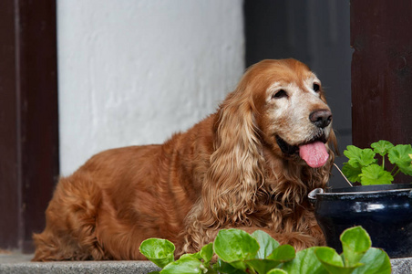 老休息可卡犬