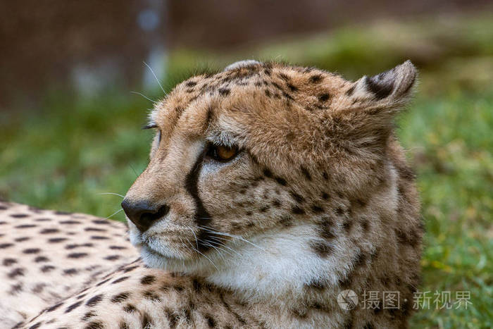 一只猎豹的肖像