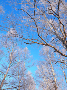 霜树和蓝天