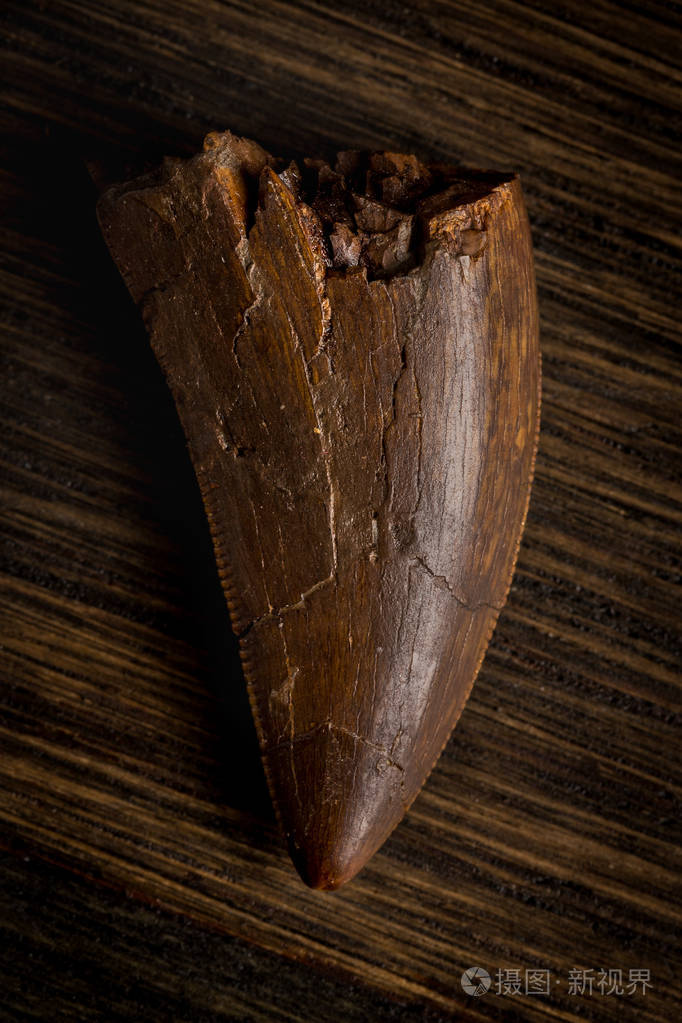 化石的霸王龙的牙齿可能daspletosaurus