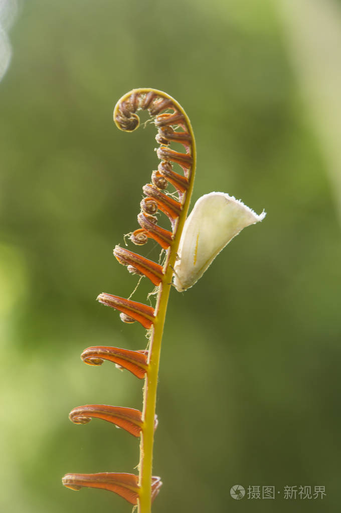 特写蝴蝶红色叶