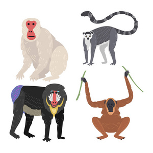 不同类型的猴子稀有动物矢量集
