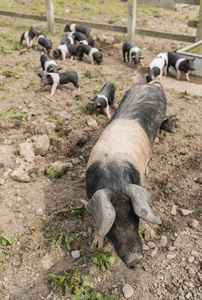 鞍背猪在泥泞的田野里从上面射出，背景是仔猪