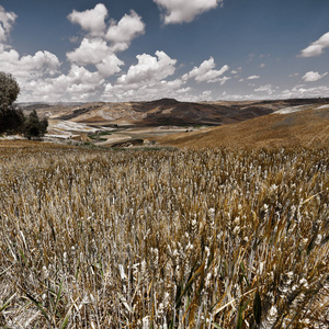 麦田在西西里岛的山丘上