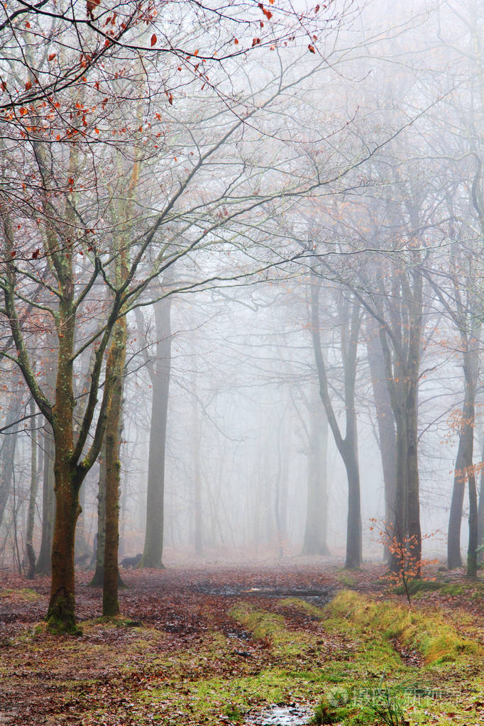 英语林地上雾多雾的早晨