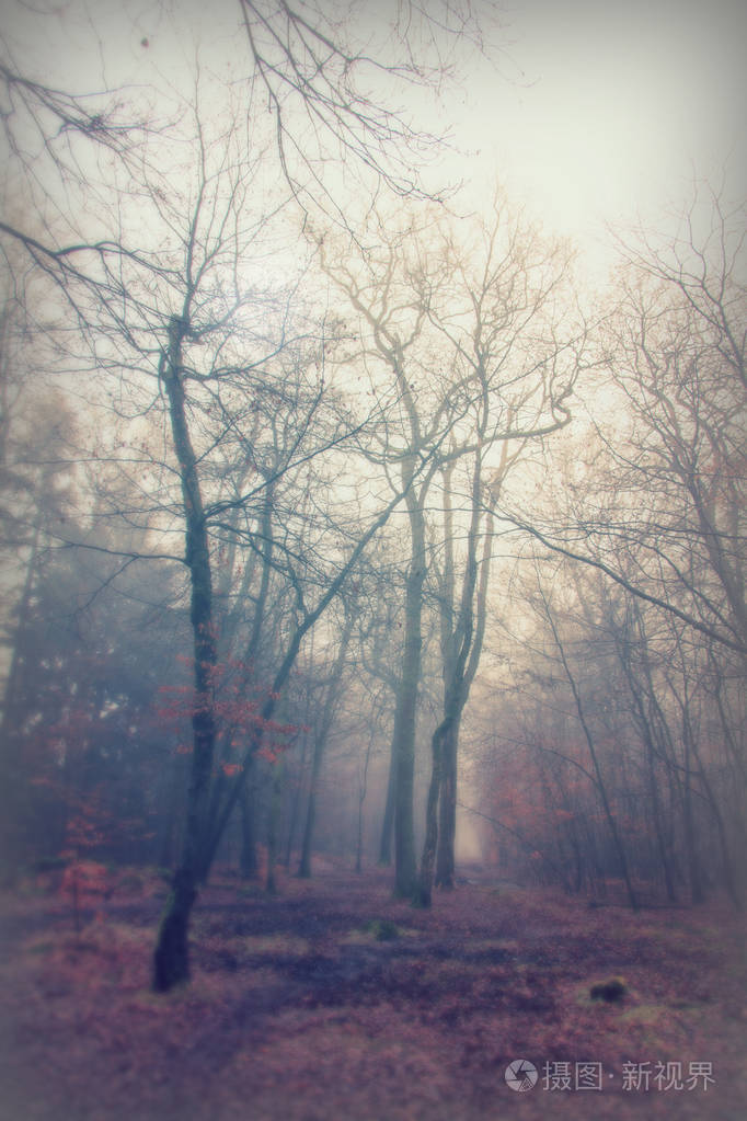 英语林地上雾多雾的早晨