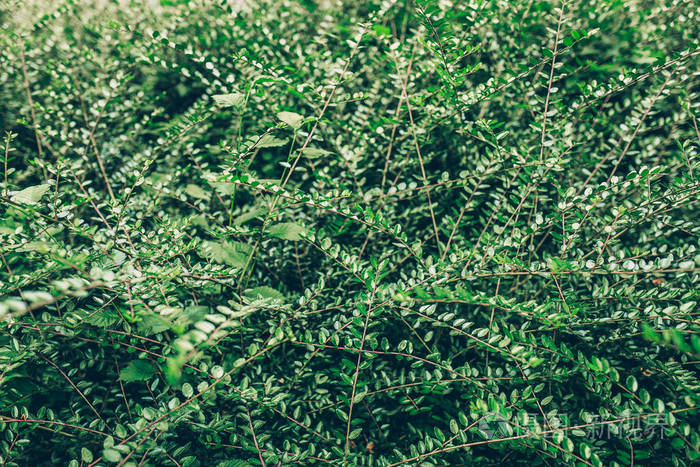 美丽的野生灌木