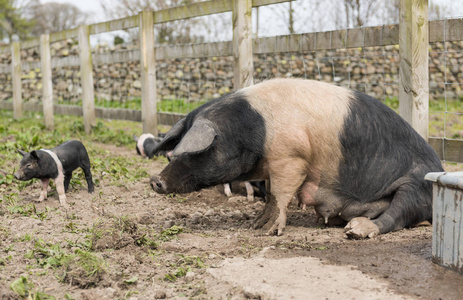骑马猪从地上爬起来照片