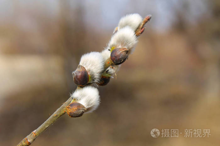 猫柳科照片 正版商用图片0x4fgq 摄图新视界 猫柳科照片 正版商用图片0x4fgq 摄图新视界