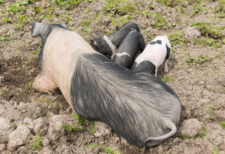鞍背仔猪哺乳他们的母亲。