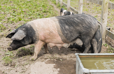 鞍背猪在泥泞的田野里进行全面测试，背景是仔猪