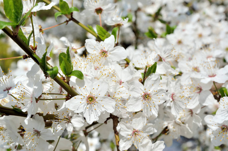 白色的花在春天的树的树枝上