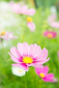 粉红色的花朵在花园里，在公园里，波斯菊花海花