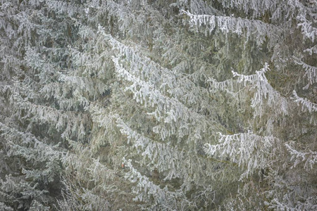 云杉的树枝上的霜