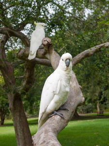 澳大利亚悉尼公园树上的硫磺冠冠鹦鹉