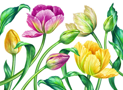 水彩的郁金香，植物插图，白色背景上孤立