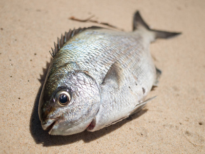 一条刚抓到的鱼在海滩上被抓照片